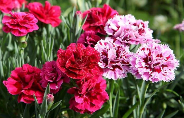 carnation flowers in field