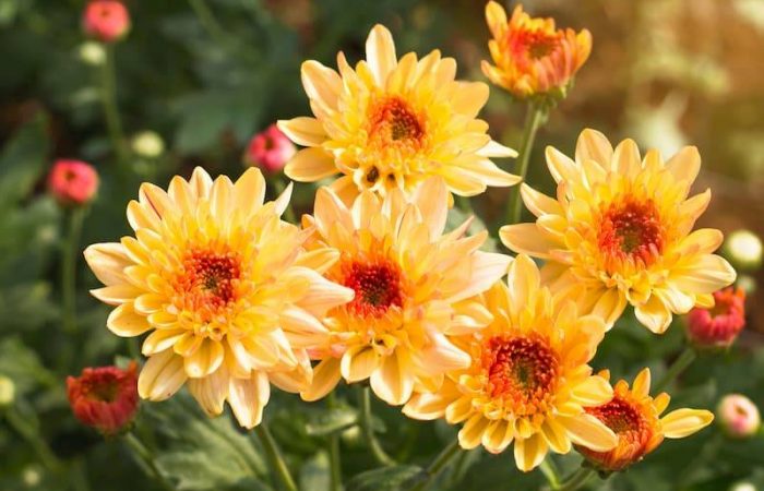 yellow chrystanthemums