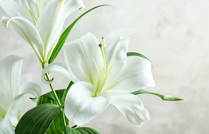 White lilies